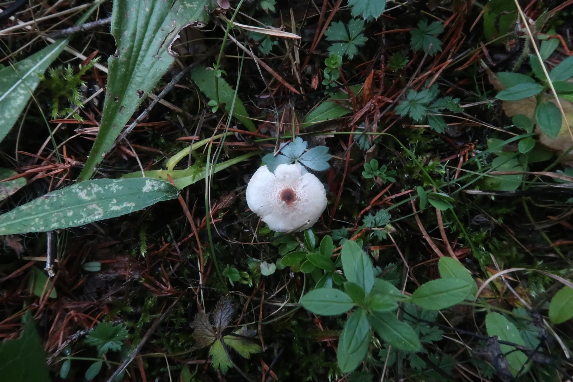 Lepiota cristata - 1 - IMG_5559